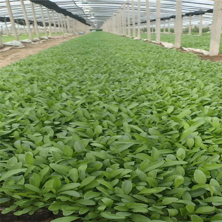 青州金鸡菊小苗 金鸡菊价格 宿根地被种植基地