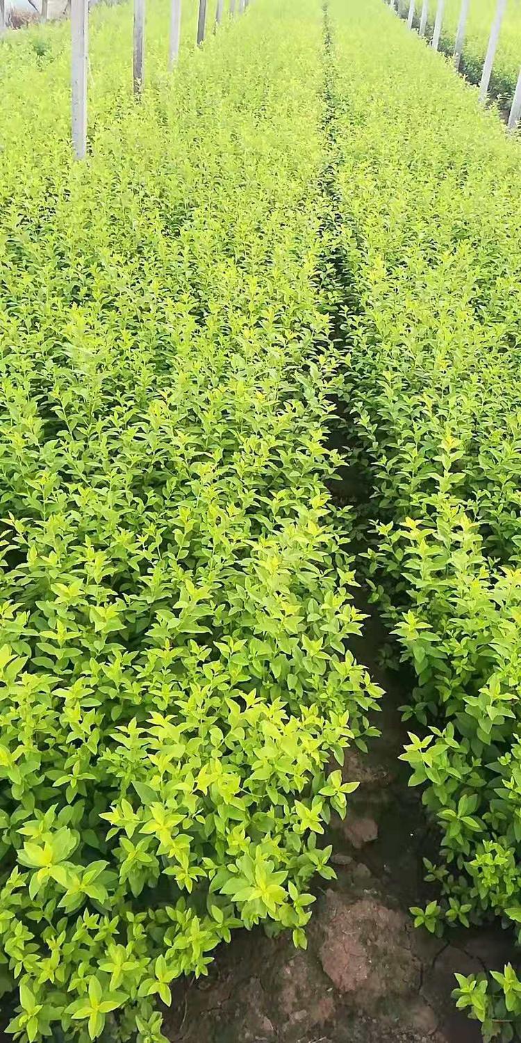 四季常绿灌木 金森女贞  叶色艳丽 植株繁茂 多用于草坪花坛基础种植