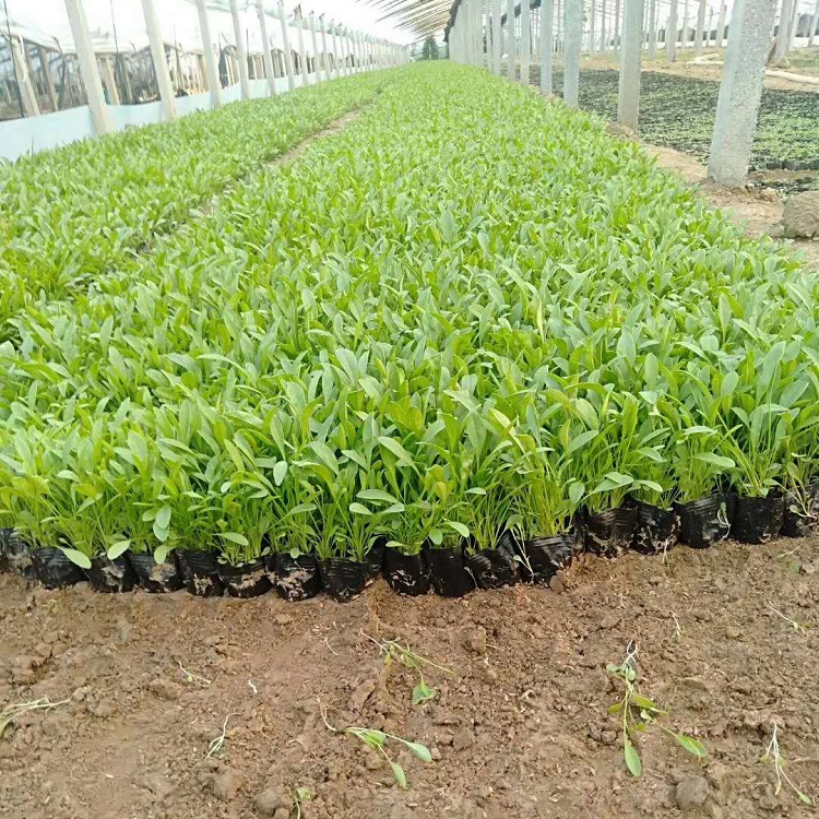 金鸡菊基地批发 金鸡菊小苗供应 草花供应基地直销出售