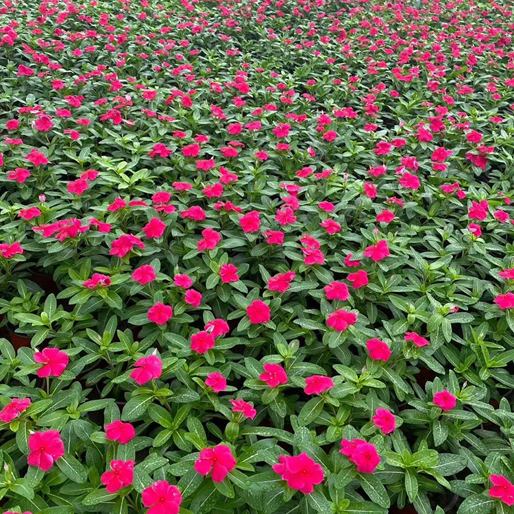 基地种植 长春花 天天开培育基地