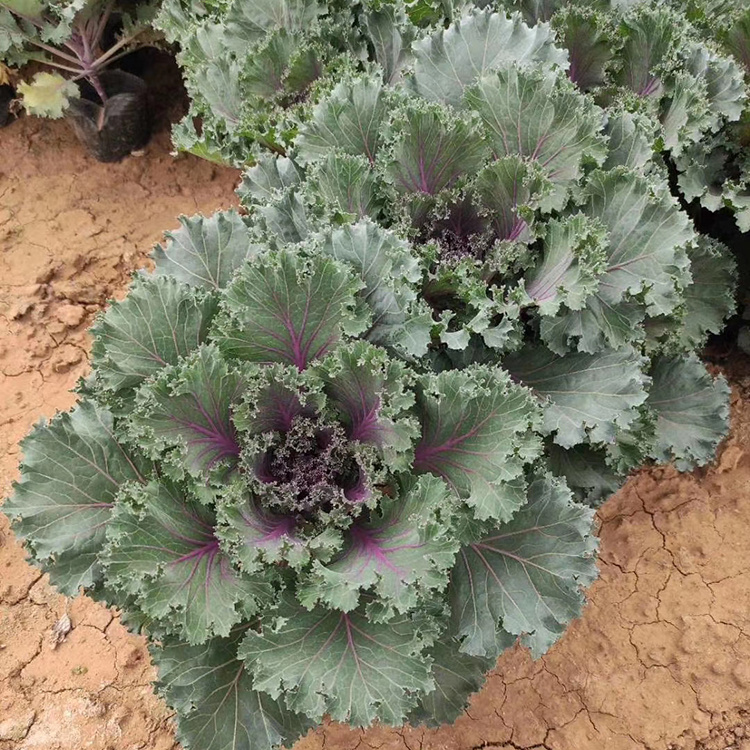 欢迎订购羽衣甘蓝 花期4~5月 森灏常年供应 