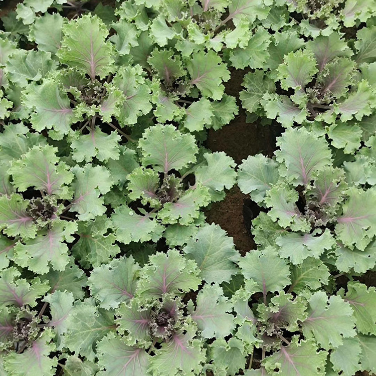 羽衣甘蓝盆苗 常年供应 山东羽衣甘蓝销售