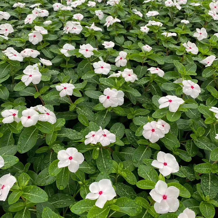 长春花双色盆 天天开种植基地庭院种植花卉