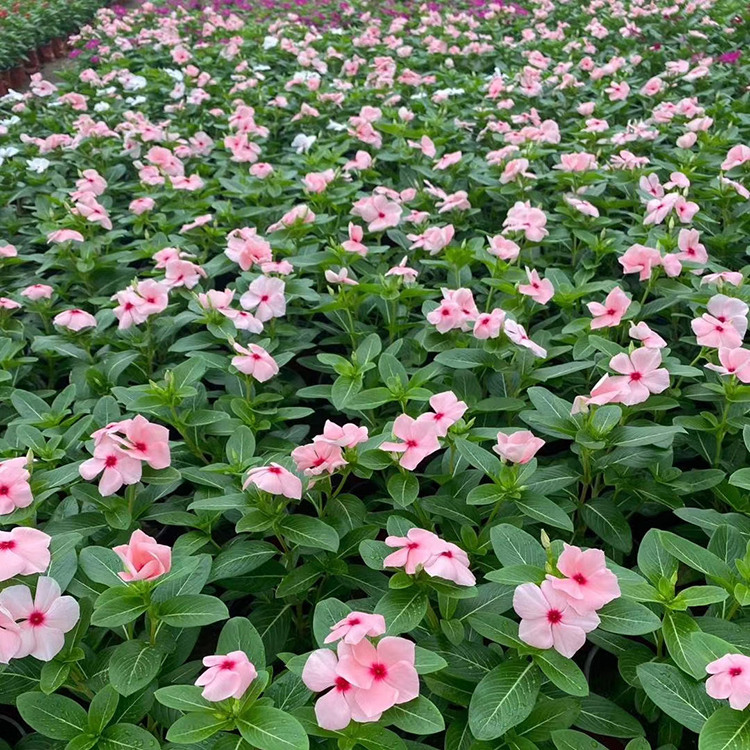 长春花双色盆 天天开种植基地好苗供应