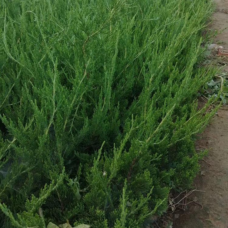 山东小龙柏供货商 采购基地 龙柏