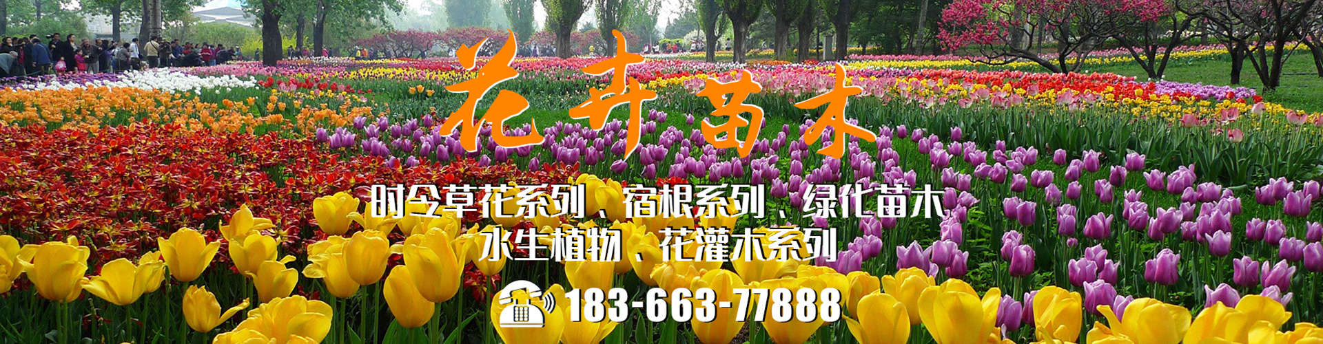 青州市御景花卉苗木专业合作社 主营产品