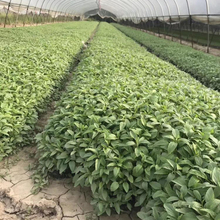 鼠尾草供应商 基地供应 青州草花地被鼠尾草