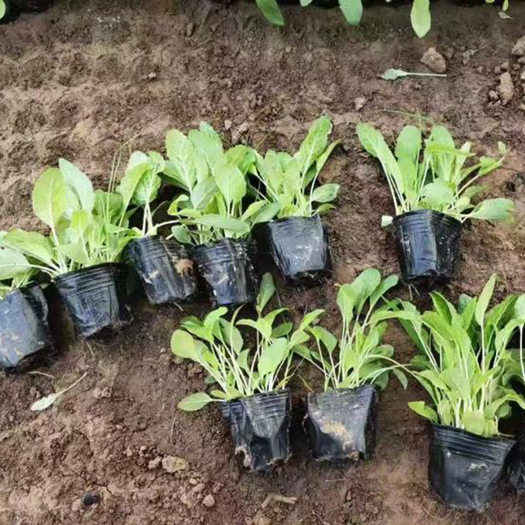 鼠尾草销售 基地供应 山东草花鼠尾草小苗