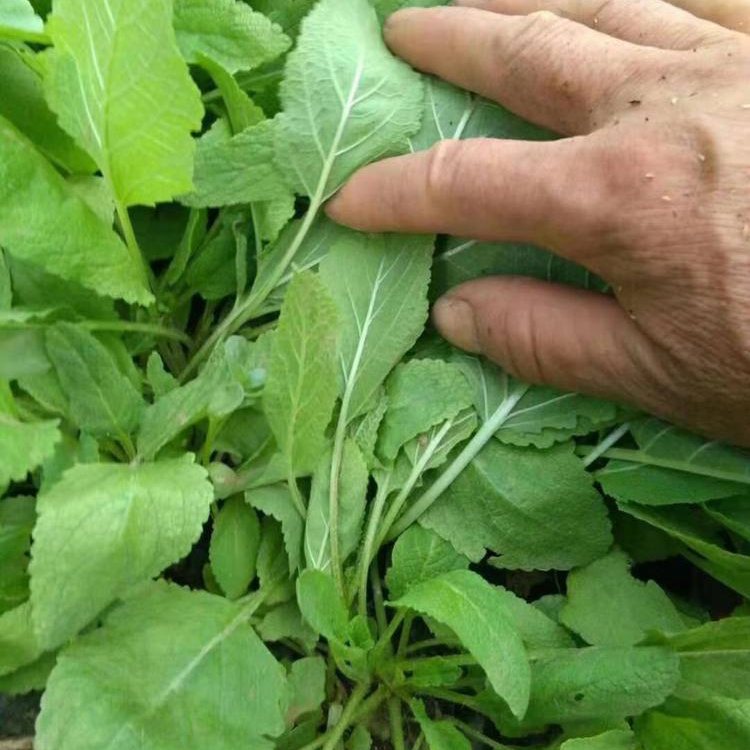 鼠尾草 苗圃批发 山东草花鼠尾草销售