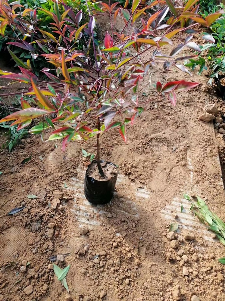 南天竹 南天竹批发