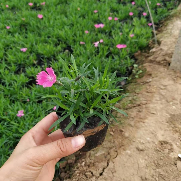 厂家种植欧石竹穴盘苗