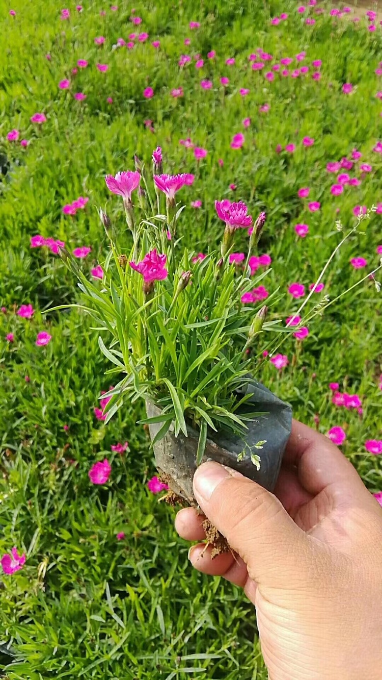 欧石竹穴盘苗批发 欧石竹苗种植