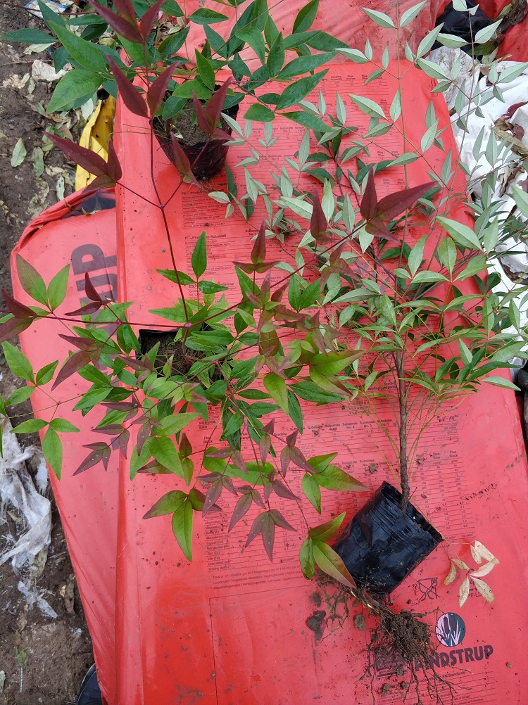 南天竹苗价格 南天竹图片 南天竹基地直销 量大价低