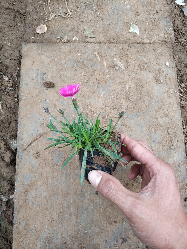 青州观赏花卉欧石竹苗 基地批发观赏花卉欧石竹花 欧石竹小苗批发