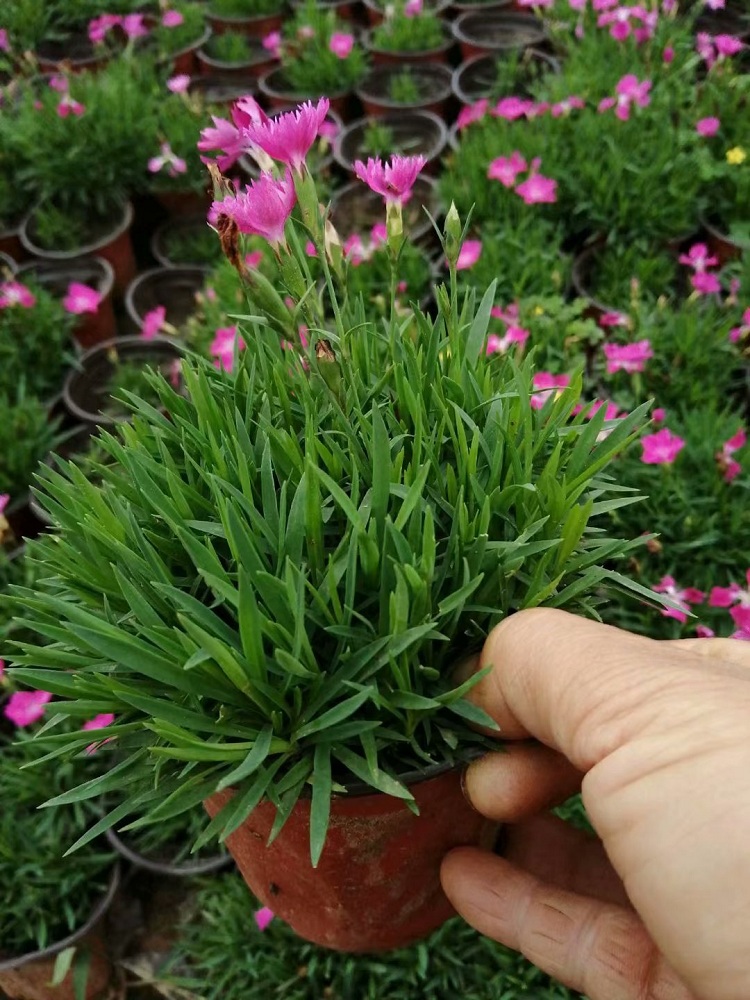 欧石竹价格 开花的草坪批发