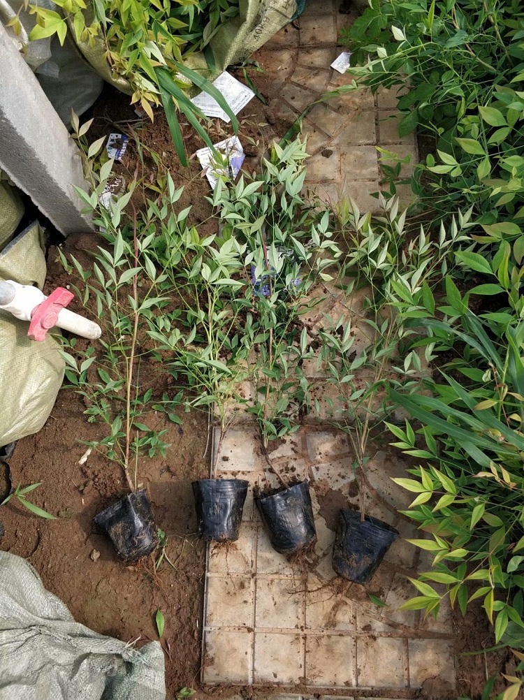 南天竹 南天竹价格