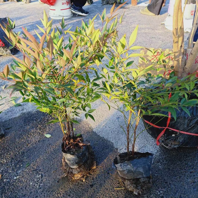红叶南天竹批发 南天竹新报价顺和花卉基地销售