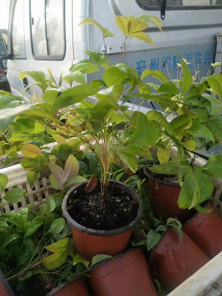 盆栽火焰南天竹 基地出售绿化苗 批发火焰南天竹