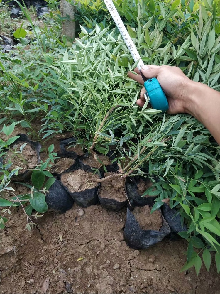 南天竹 红叶南天竹 量大优惠