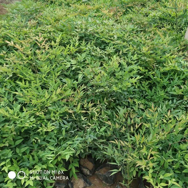 大冠幅南天竹 多分枝南天竹 营养钵南天竹