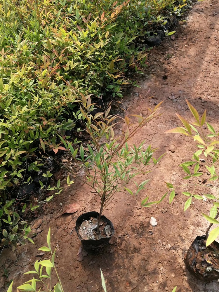 观叶灌木 南天竹批发 南天竹价格