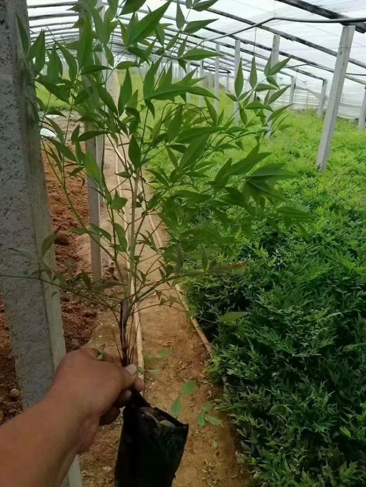 叶红如焰南天竹 红叶南天竹批发价