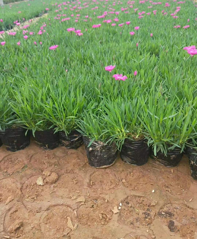 欧石竹穴盘苗价格