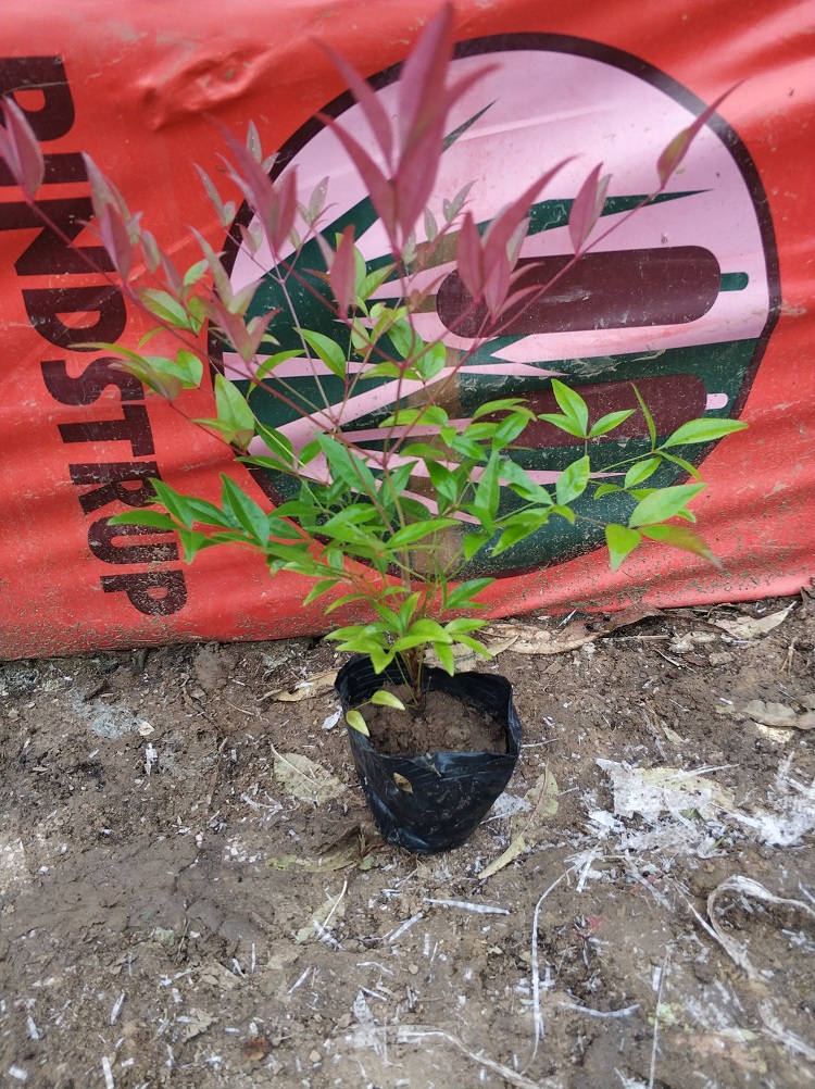 园林绿化用南天竹苗 袋苗南天竹 