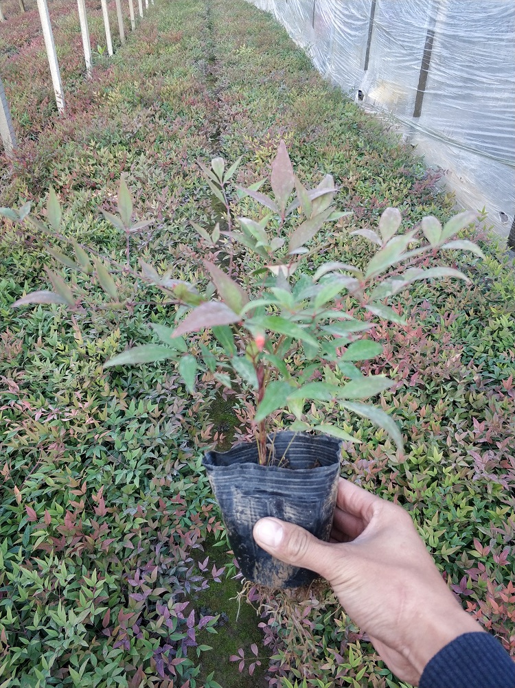 南天竹 红叶南天竹 叶红如焰