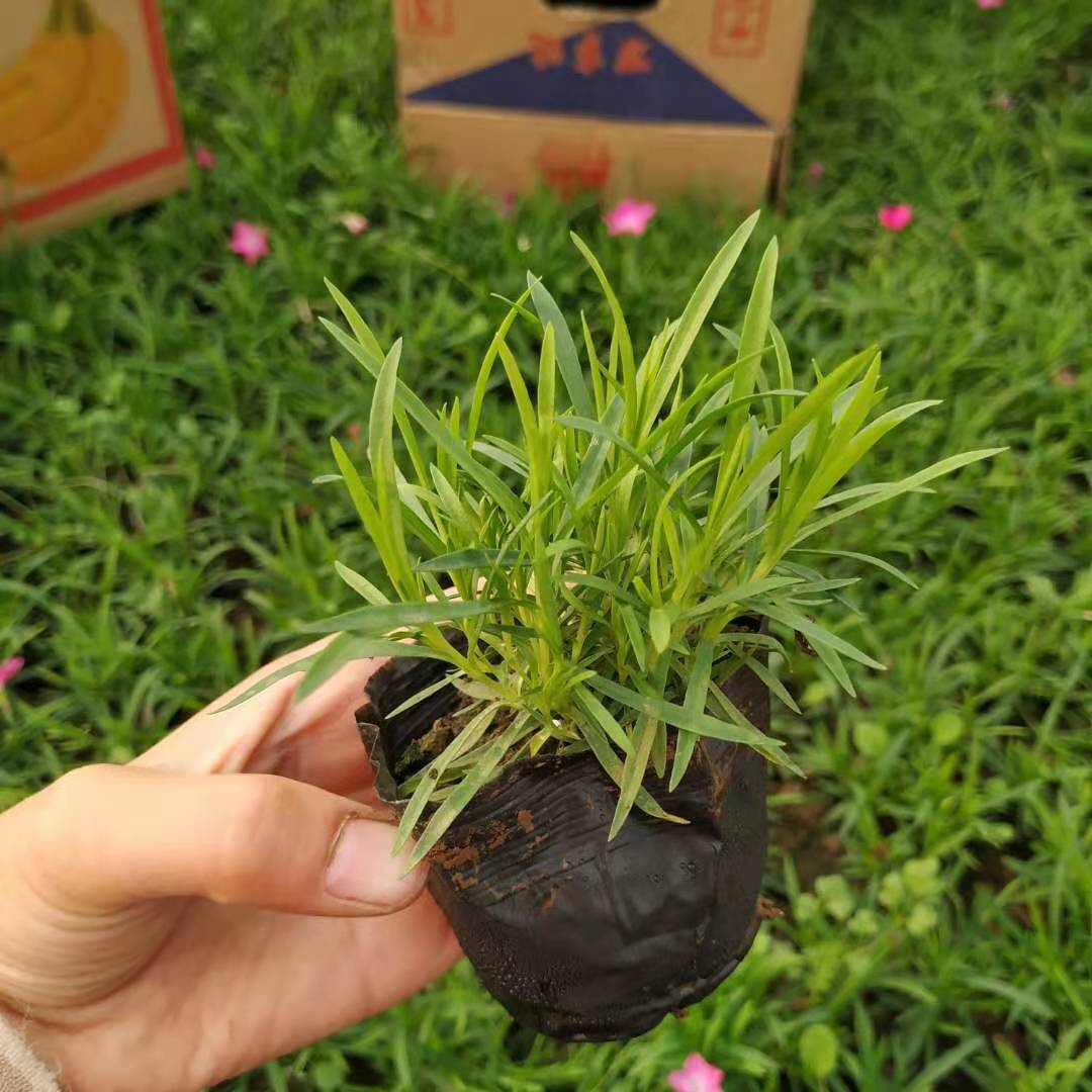 石竹批发 石竹价格 绿化用欧石竹