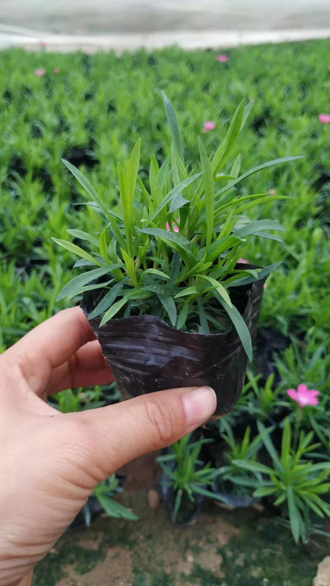欧石竹批发价格 欧石竹盆栽 欧石竹穴盘苗