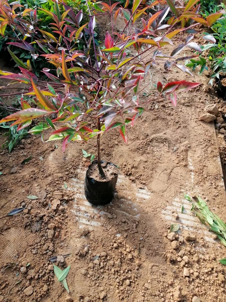 南天竹苗价格 花灌木南天竹厂家种植