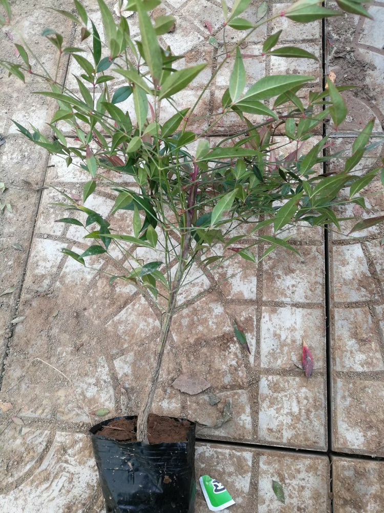 大量批发观叶南天竹 叶如火焰 顺和花卉