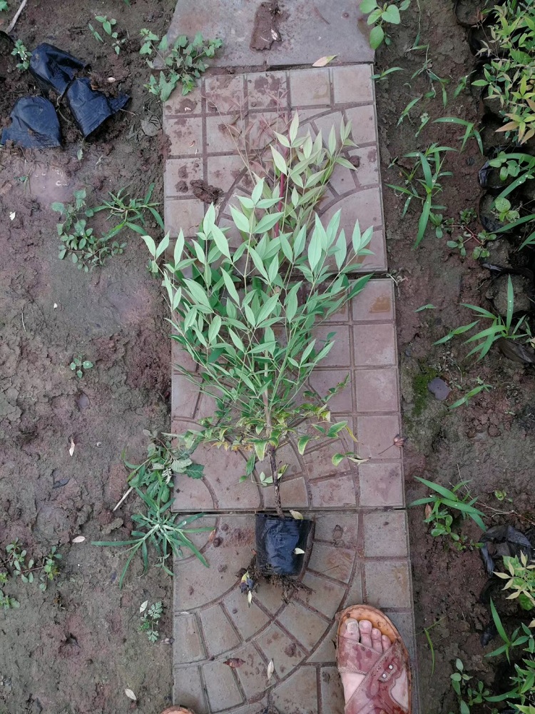 南天竹价格
