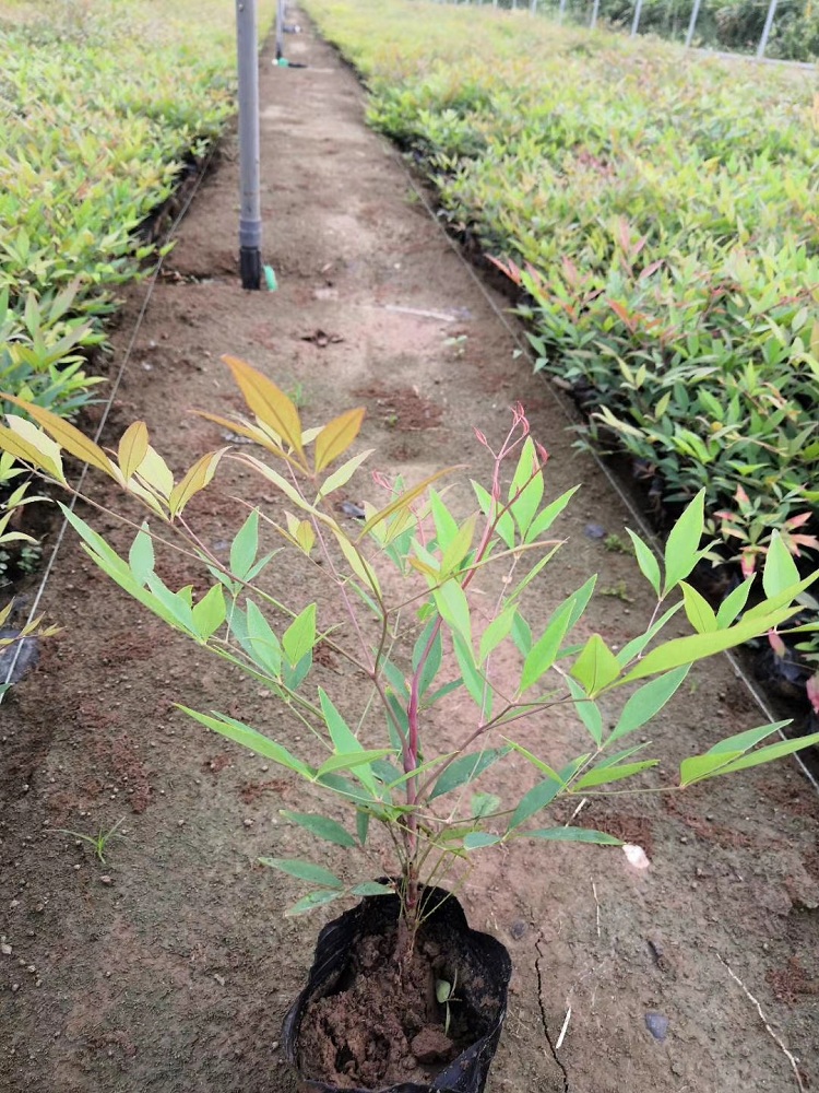 观叶植物南天竹价格