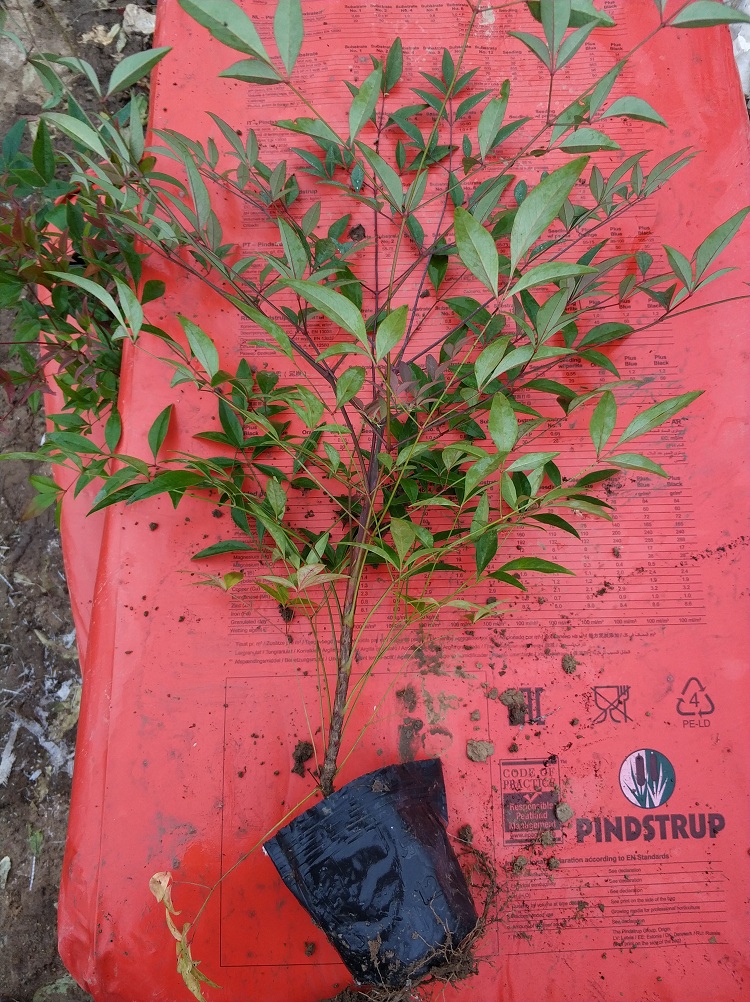 南天竹苗价格 观叶灌木南天竹