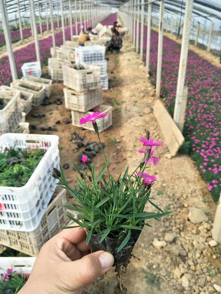 欧石竹穴盘苗价格 粉花欧石竹穴盘苗厂家
