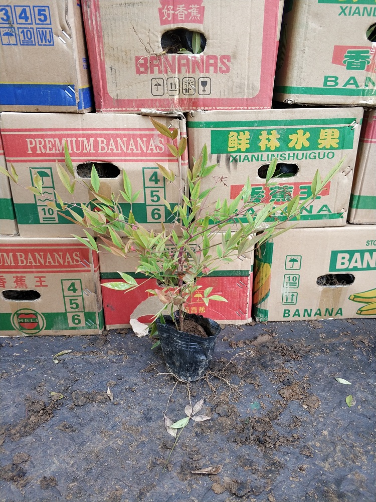 南天竹 红叶南天竹 叶红如焰