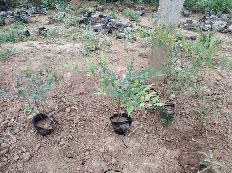 观叶植物南天竹批发商 大量供应南天竹