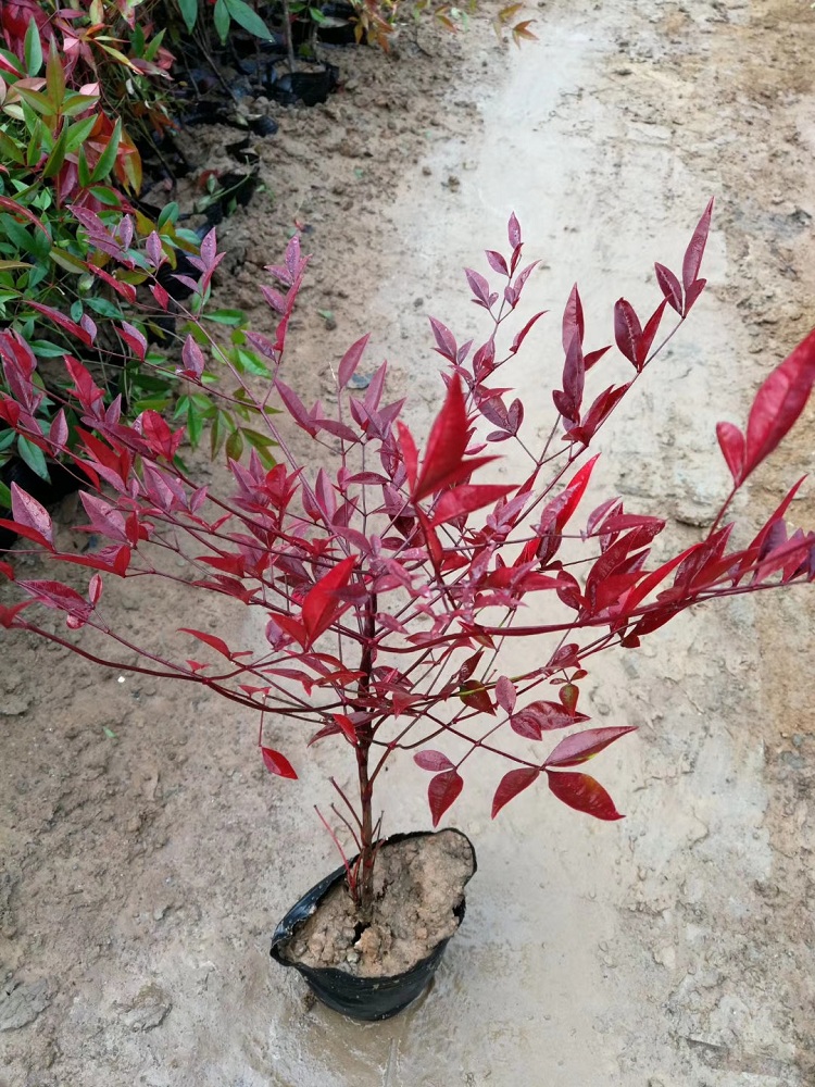 大量批发观叶南天竹 叶如火焰 顺和花卉