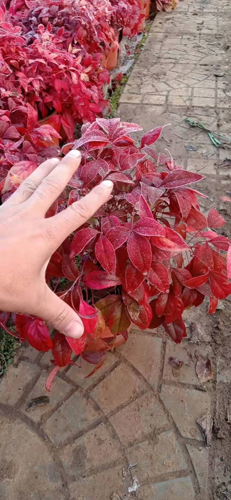 盆栽火焰南天竹 基地出售绿化苗 批发火焰南天竹