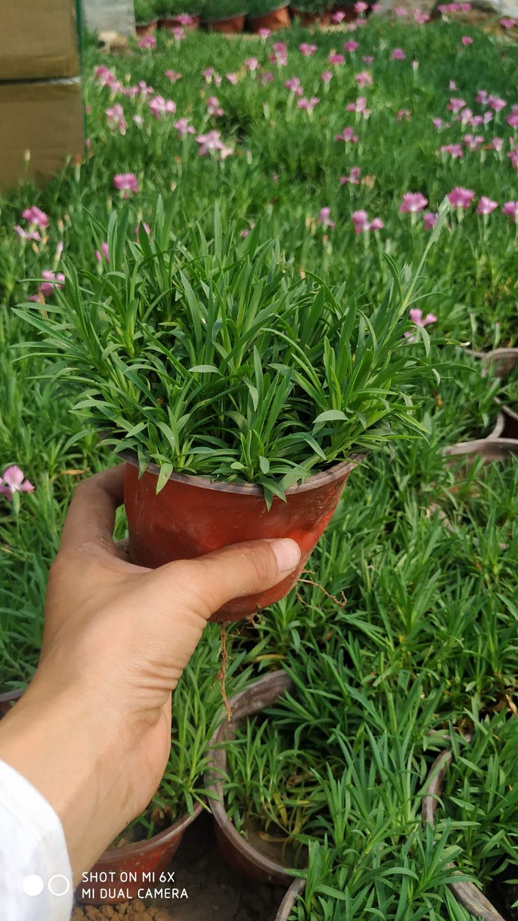 欧石竹穴盘苗厂家