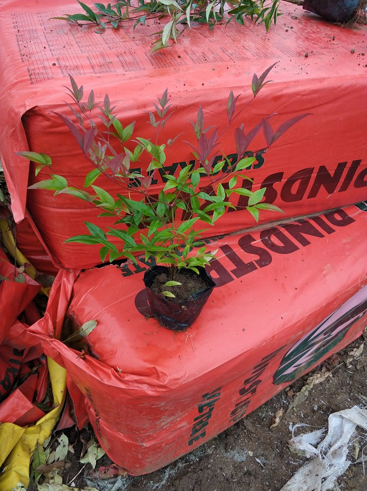 南天竹 南天竹批发 南天竹价格 南天竹种植基地