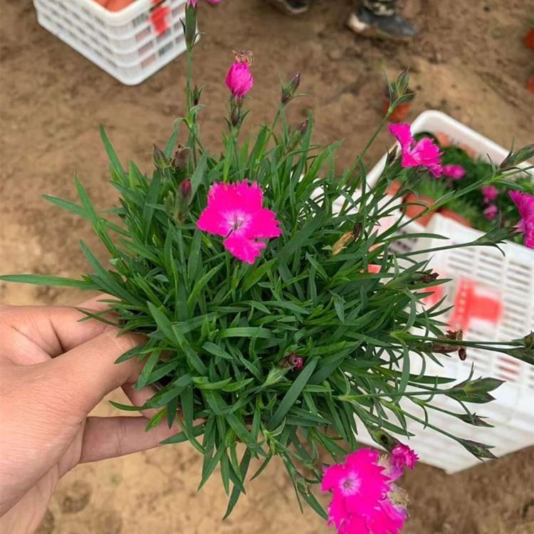 欧石竹苗价格