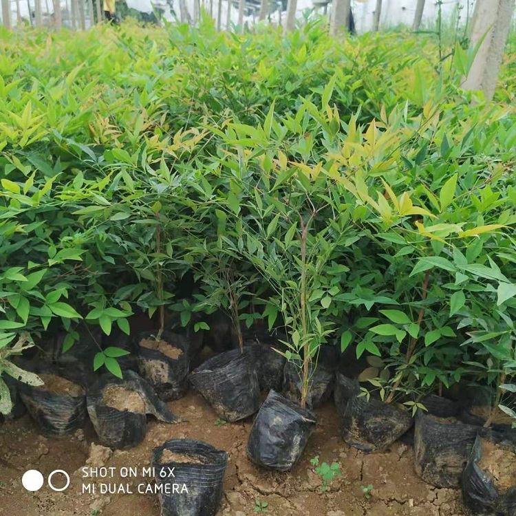 厂家供应南天竹苗 南天竹价格