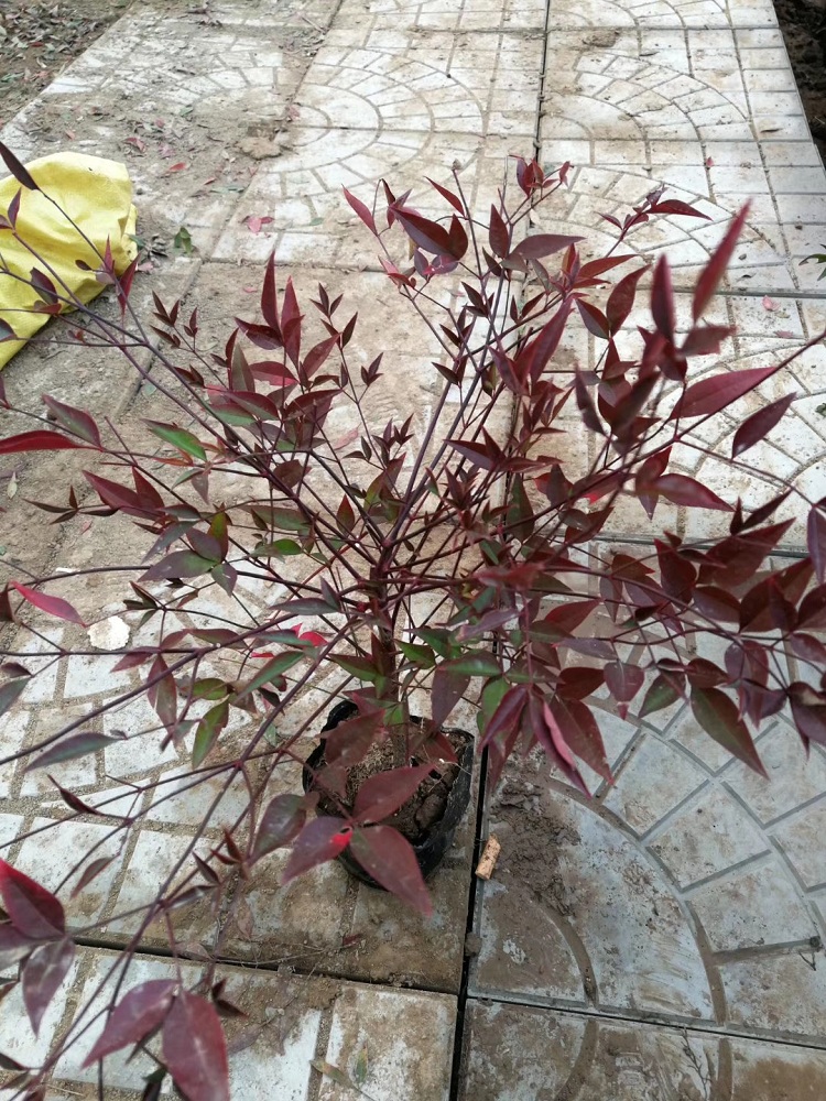 南天竹_顺和花卉_南天竹_专业销售