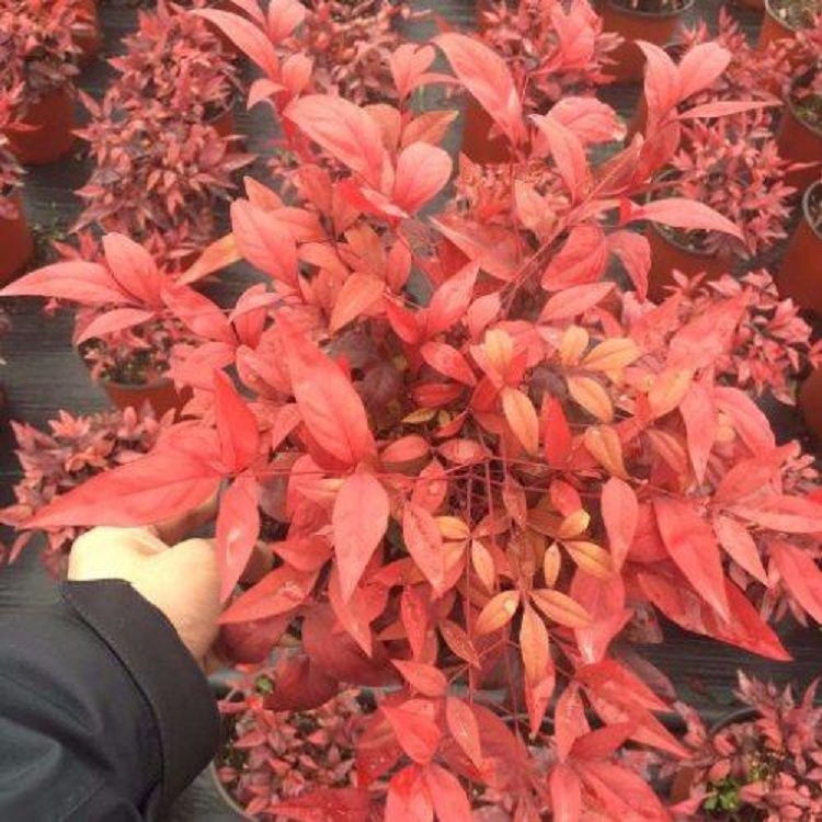 盆栽火焰南天竹 基地出售绿化苗 批发火焰南天竹