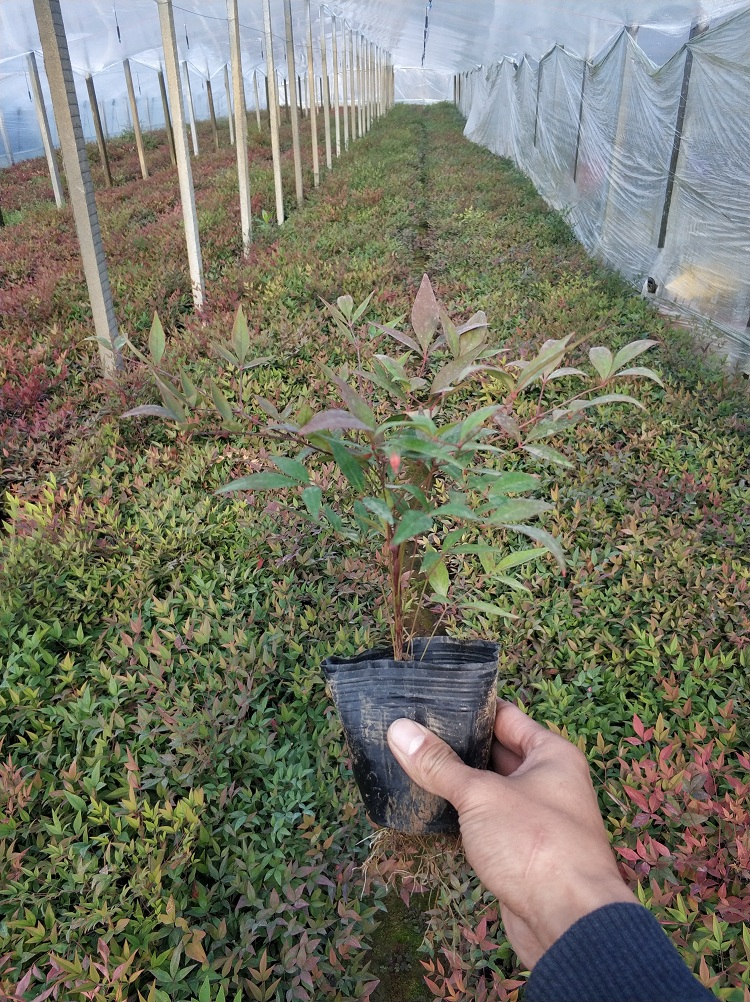 青州南天竹批发 山东南天竹价格 南天竹种植基地