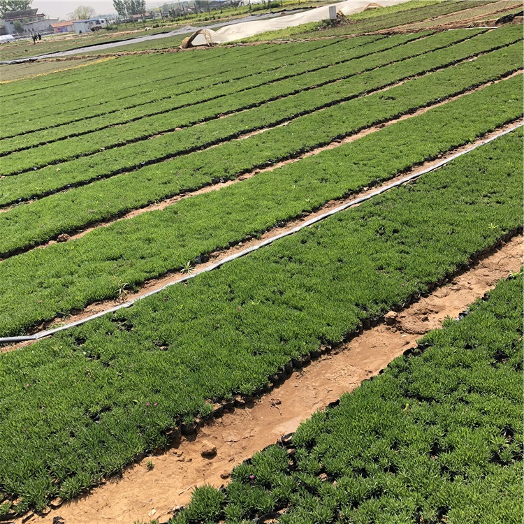 欧石竹 青州欧石竹小苗批发基地 龙武园林