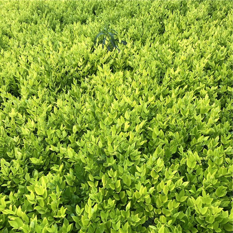金森女贞种植基地 青州绿化苗木 金森女贞苗